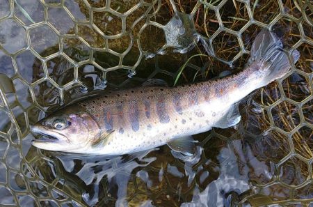 ひっさしぶりのフライフィッシング ～フィッシング母袋～